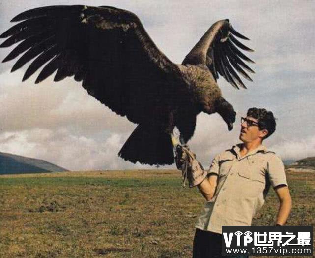 现存世界上最大的飞禽
