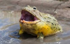 世界第二大蛙类，非洲牛蛙仅次于喀麦隆巨蛙