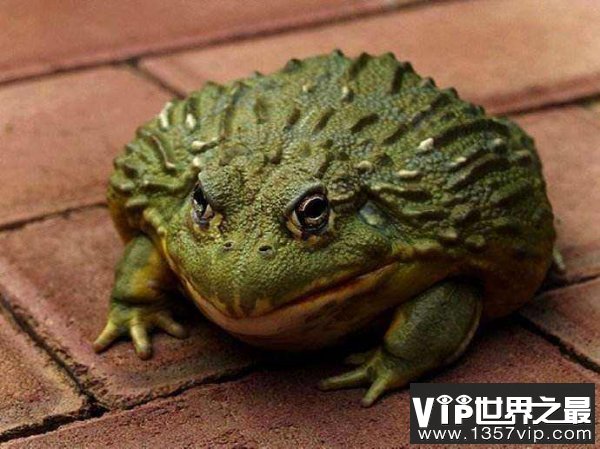 世界第二大蛙类——非洲牛蛙