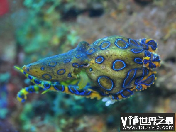 世界上最毒的章鱼——蓝环章鱼