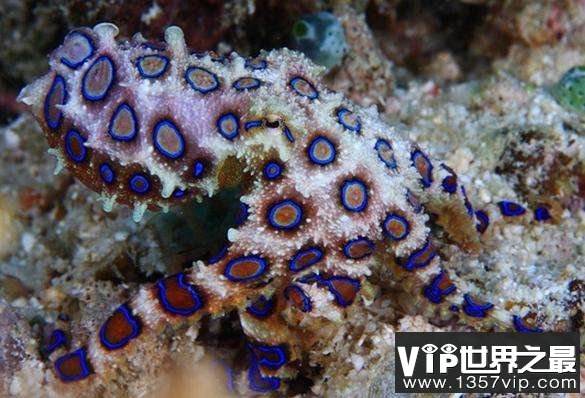 世界上最毒的章鱼——蓝环章鱼