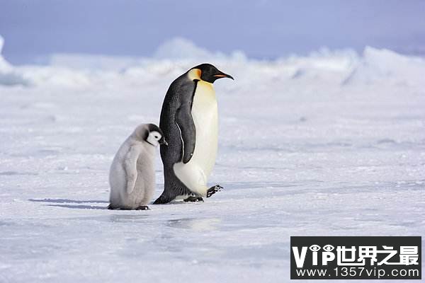 世界上最大的企鹅，帝企鹅身高可达1.2米