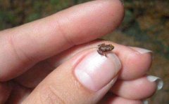 世界上最小的脊椎动物，阿马乌童蛙仅7.7毫米