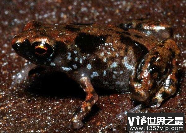 世界上最小的脊椎动物，阿马乌童蛙仅7.7毫米