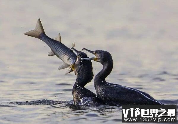 世界上最会捕鱼的鸟类 鸬鹚捕鱼乃我国古老技艺
