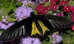 世界上最恐怖的蝴蝶：虎斑纹吃肉蝶