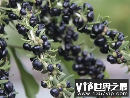 黑枸杞有什么功效？别再被忽悠了！
