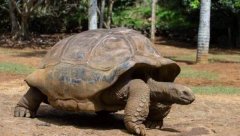 世界上寿命最长的动物前十名，乌龟当仁不让