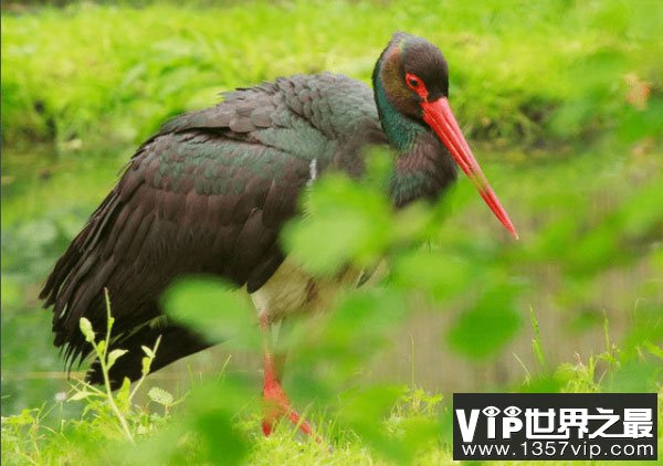 中国十大珍稀鸟类——黑鹳