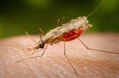 全球十大毒性最强昆虫，疟蚊位居第一名