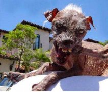 世界上最丑的狗排名，丑鬼山姆排第一名
