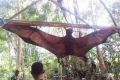 世界上最大的蝙蝠，马来大狐蝠翼展超两米