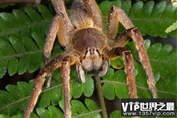 世界5大最恐怖毒蜘蛛，大家见到要躲开！