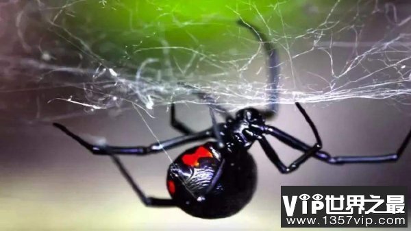 世界5大最恐怖毒蜘蛛 黑寡妇蜘蛛