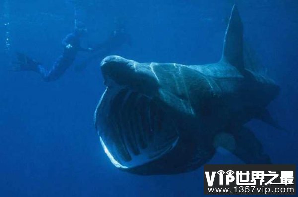世界上最大的鲸鱼，蓝鲸长33米重200吨