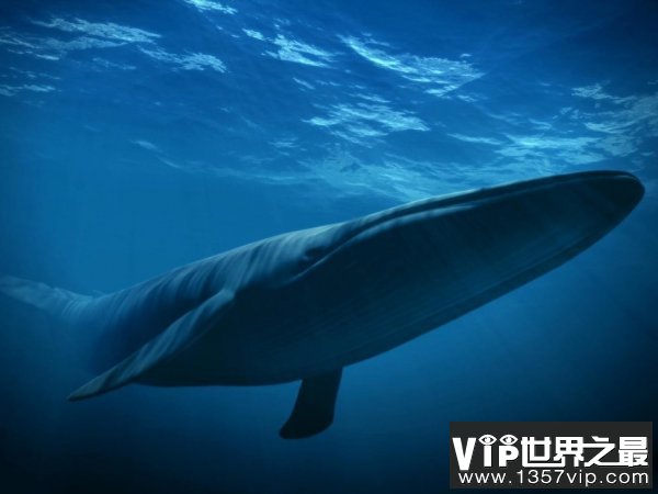 世界上最大的鲸鱼，蓝鲸长33米重200吨