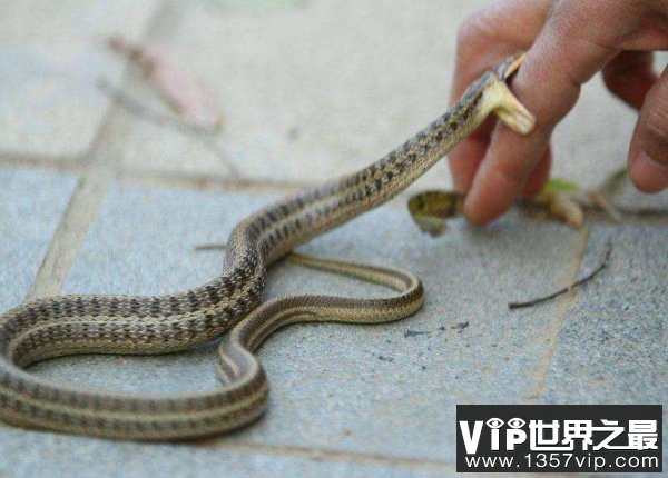 钓鱼蛇