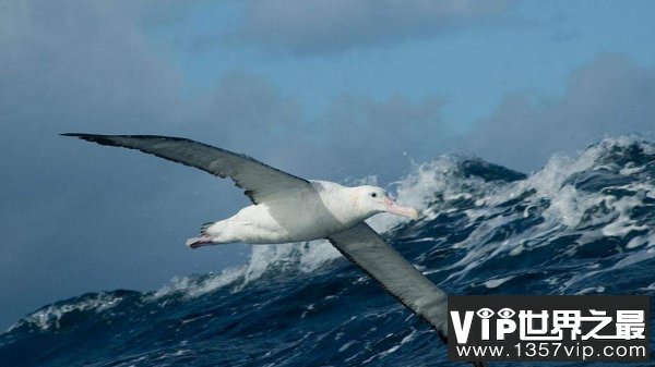 世界上现存翼展最长的鸟，漂泊信天翁翼展达3.7m