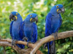 世界上颜值最高的十种鸟，你见过几种？