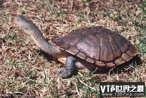 世界上脖子最长的乌龟，巨蛇颈龟脖子长达50CM