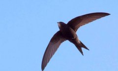世界上飞得最快的鸟，尖尾雨燕每时352.5千米