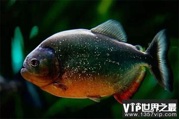盘点亚马逊森林十大恐怖生物，食人鱼上榜首