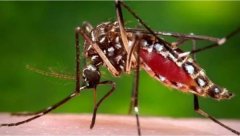 世界上最毒的蚊子，被咬一口能让人致命！