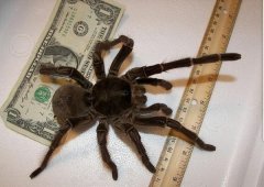 世界上最大的蜘蛛，格莱斯捕鸟蛛体长10厘米