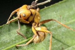 世界上最古老的蚂蚁，4800万年前被真菌感染致死