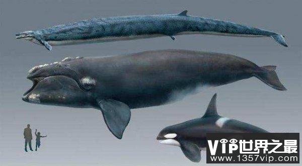 世界上最凶猛的鲸鱼——梅尔维尔鲸