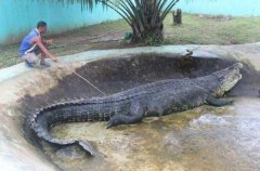 世界上最大的鳄鱼，巨鳄洛龙体长6.4米