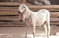 世界上四大最贵的羊，瓦格吉尔羊最贵一只1600万