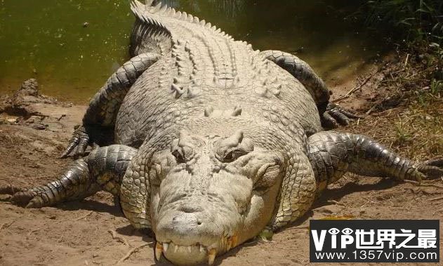 地球上最大的鳄鱼排名前十，www.5300tv.com第一名长7米重2吨