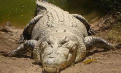 地球上最大的鳄鱼排名前十，第一名长7米重2吨
