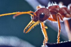 世界上最大的蚂蚁 公牛蚁堪称巨无霸