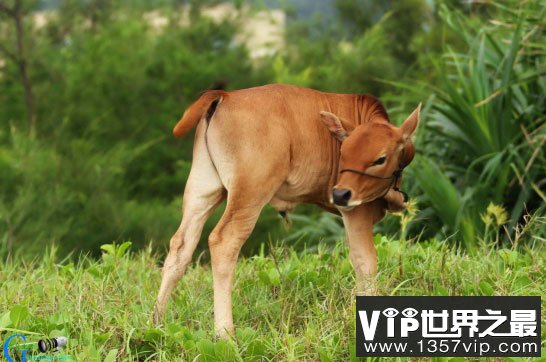 天台小狗牛