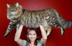 世界上最大的猫，体长123厘米重10公斤