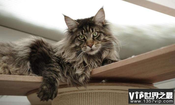 世界十大最温顺的猫——缅因猫