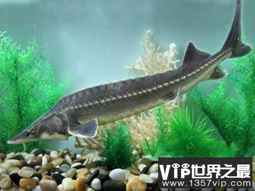 中国最珍稀的鱼——中华鲟