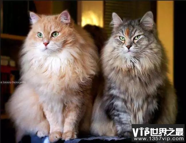 世界十大最温顺的猫——西伯利亚猫