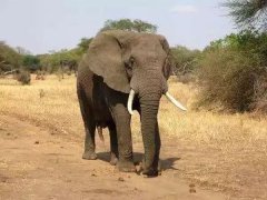 世界十大最危险的动物，非洲象排第一名