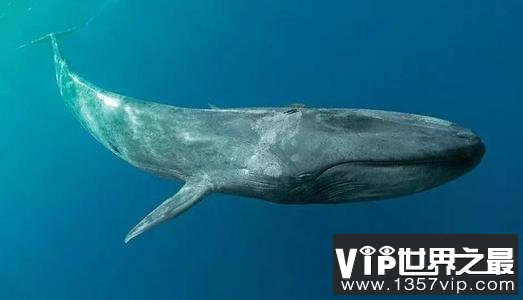 世界上最大的动物，蓝鲸体重可达180吨