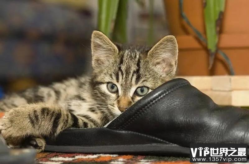为什么猫会喜欢闻臭鞋舔臭脚