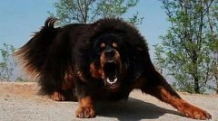 世界十大最凶猛最凶狠的狗，藏獒列居榜首