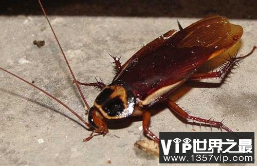世界上现存最古老的昆虫，蟑螂已存在3亿年