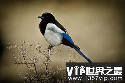 喜鹊：唯一能从镜子里认出自己的非哺乳动物