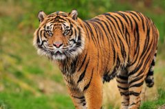 世界上现存最小的老虎，苏门答腊虎实至名归