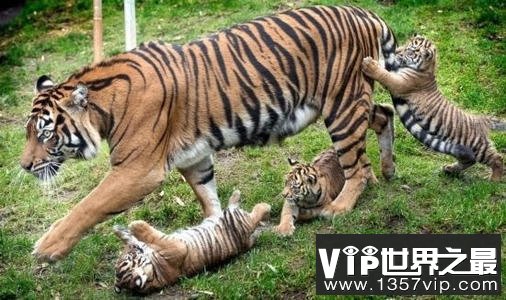 世界上现存最小的老虎，苏门答腊虎实至名归