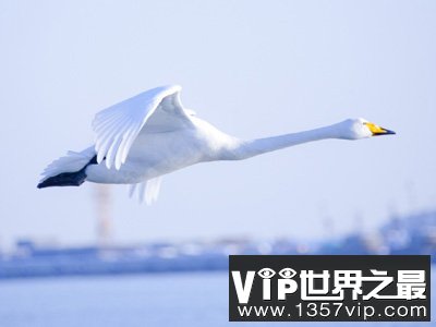 天鹅在高空中为何不会缺氧
