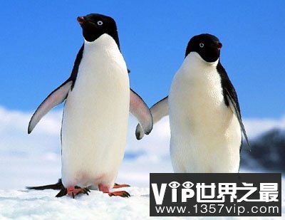 企鹅的脚为什么不怕冻